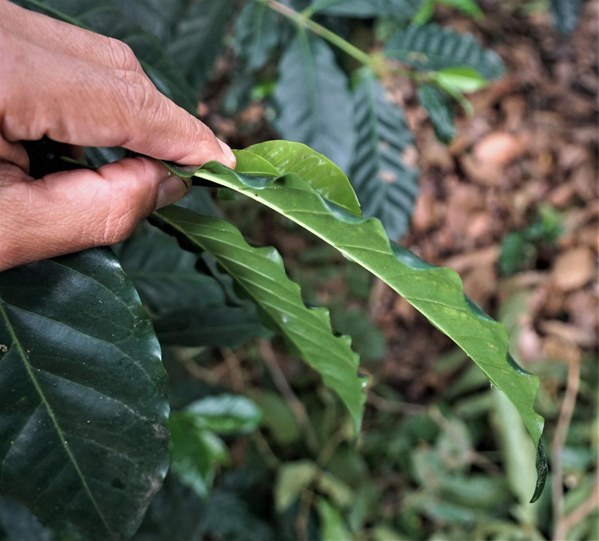 bourbon curly leaf