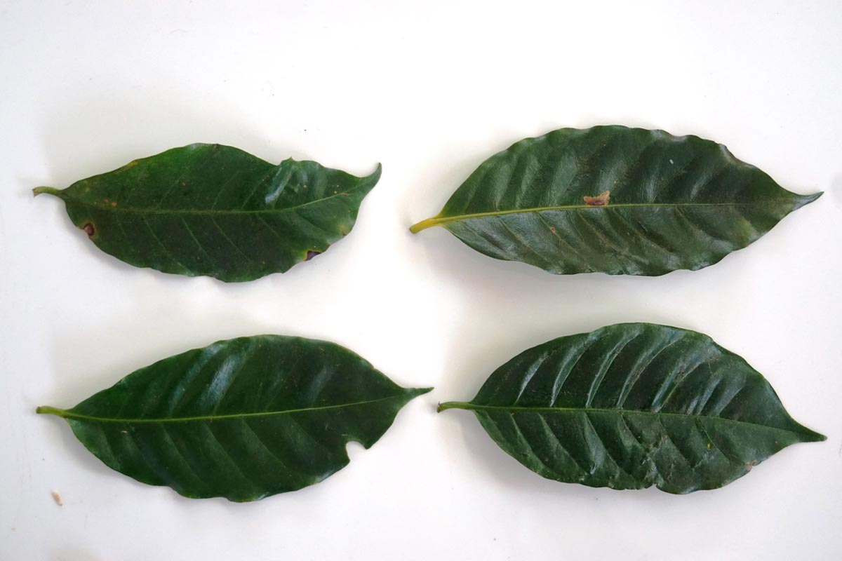 Catuai Leaf