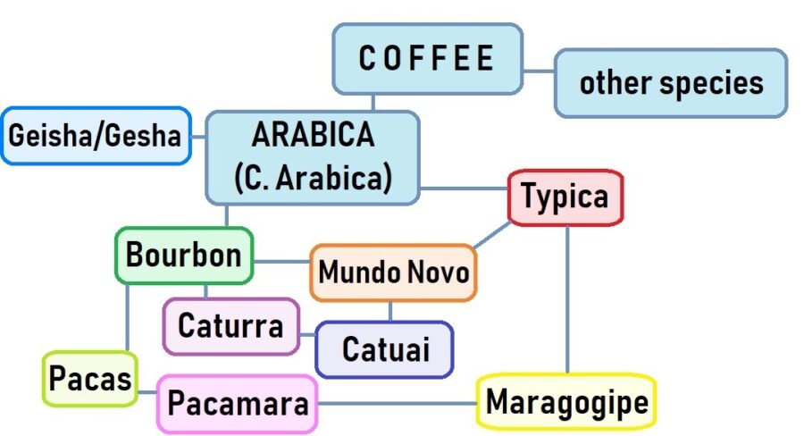 arabica coffee tree