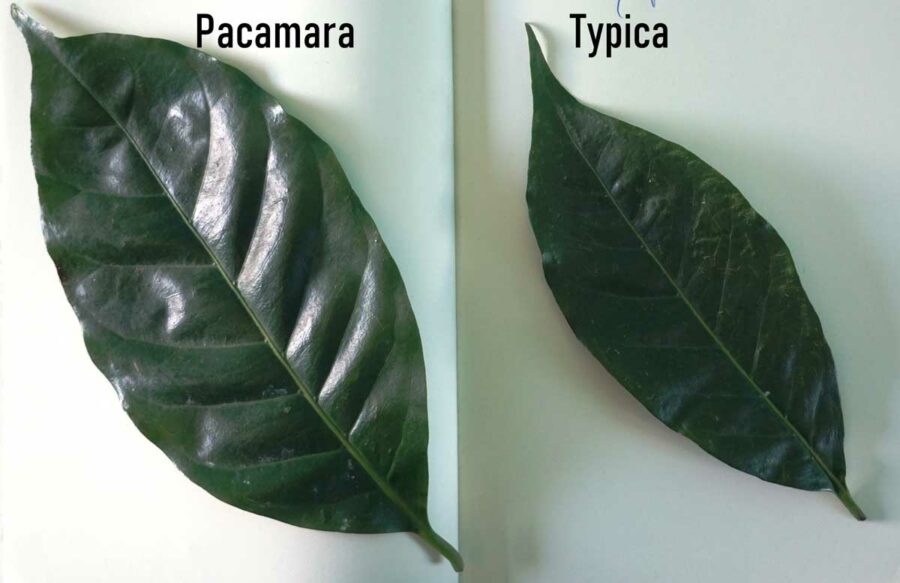 Typica and Bourbon Leaf