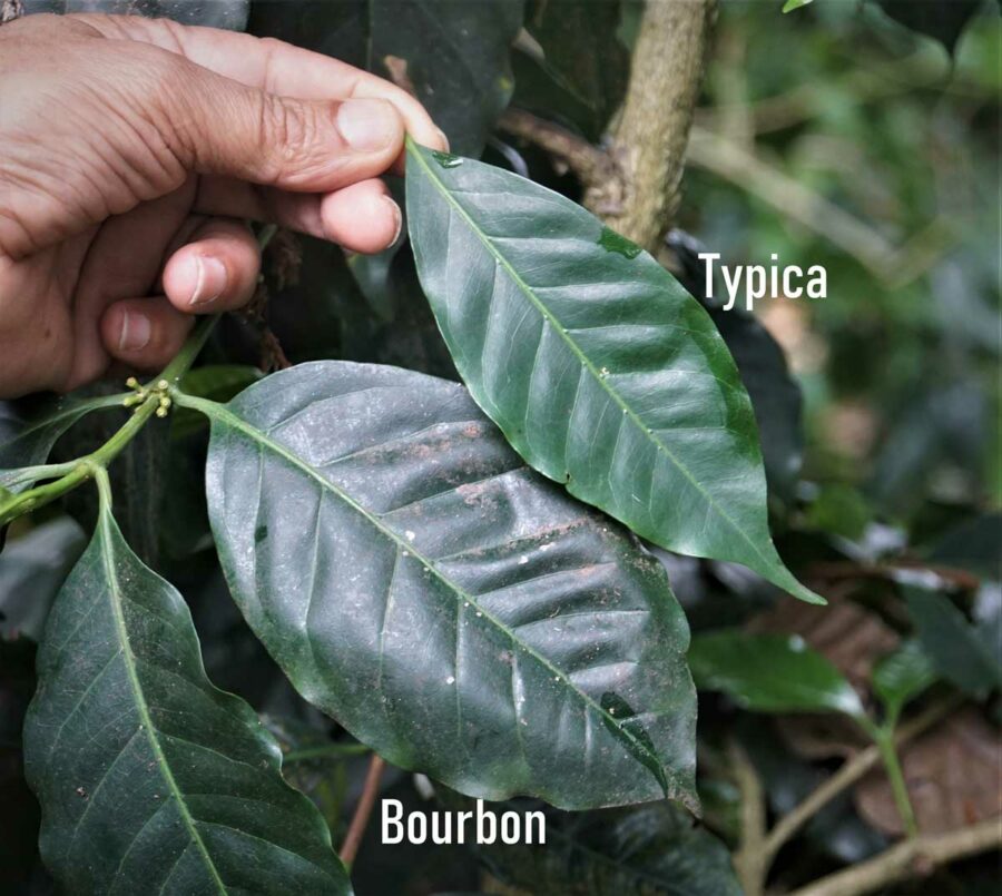 Typica and Bourbon Leaf