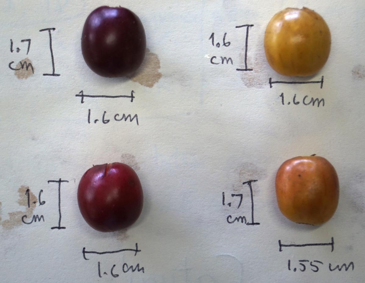 Catuai cherries Color