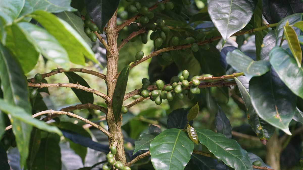 Pacamara 4